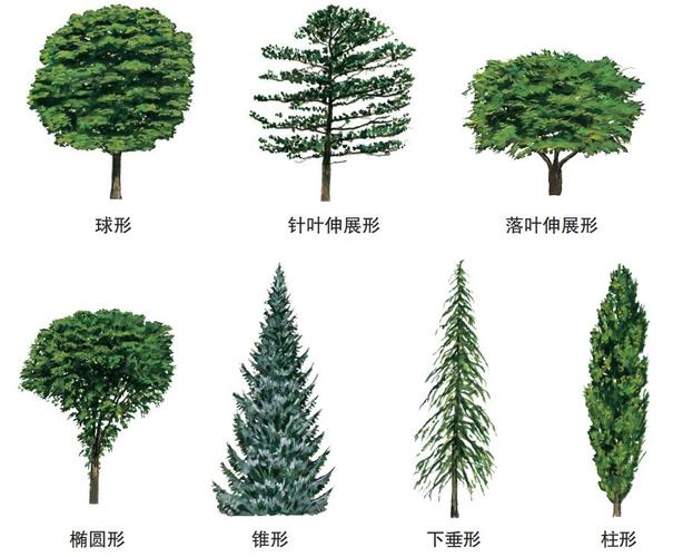 大树图像识别_图像识别