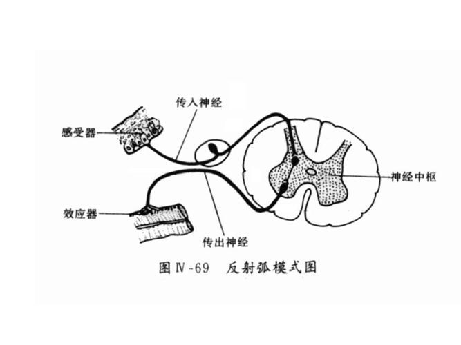反射弧的结构_结构