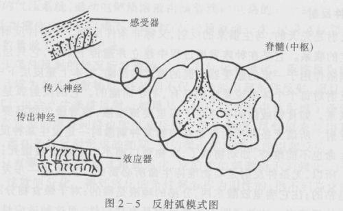 反射弧的结构_结构