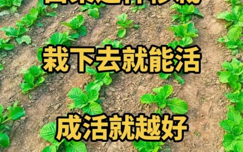 如何安全下载并安装大白菜1.8版本？