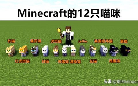 在我的世界服务器中，猫咪的命名有哪些独特方式？