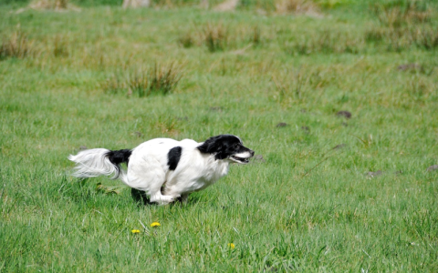 如何在华登区找到并下载快狗应用程序？